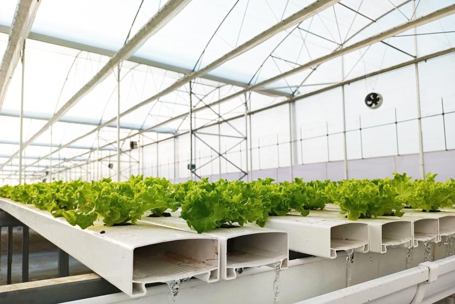 filclair-developpement-durable-serres-greenhouse