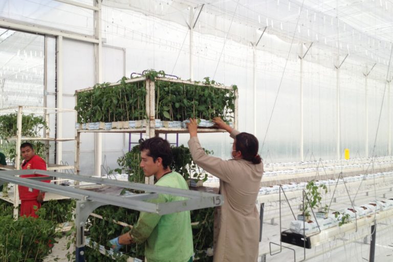 serre everest hydroponie suspendue filclair-greenhouse