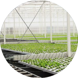 filclair-laitue-hydroponique- automatisé-mgs-serres-greenhouse