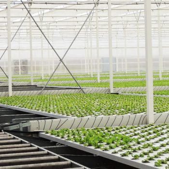 projets-filclair-MGS-hydroponie-laitue-greenhouse